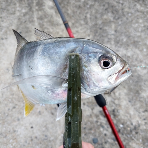 メッキの釣果