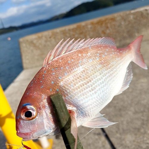 マダイの釣果