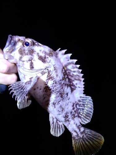 オウゴンムラソイの釣果