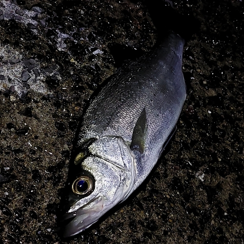 スズキの釣果