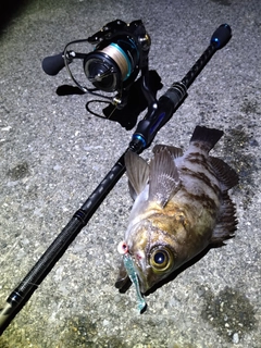 シロメバルの釣果