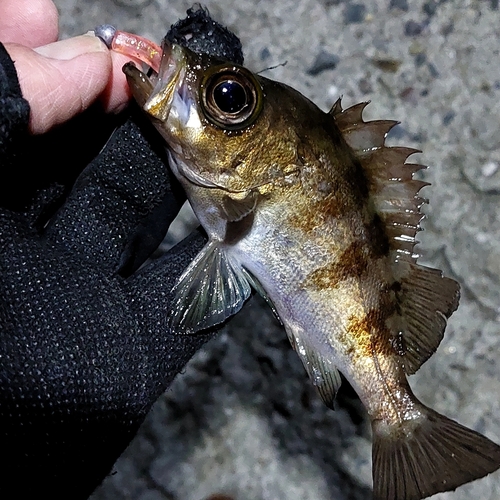 メバルの釣果