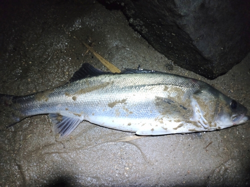 スズキの釣果