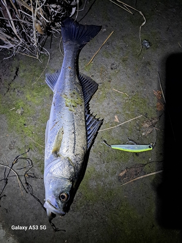 シーバスの釣果