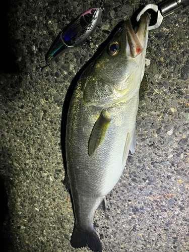 スズキの釣果