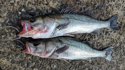 シーバスの釣果