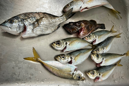 クロダイの釣果