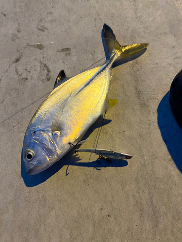 メッキの釣果