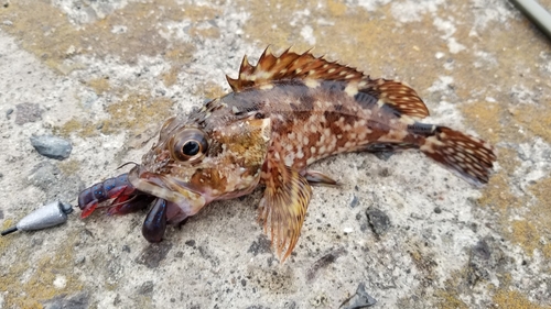 カサゴの釣果