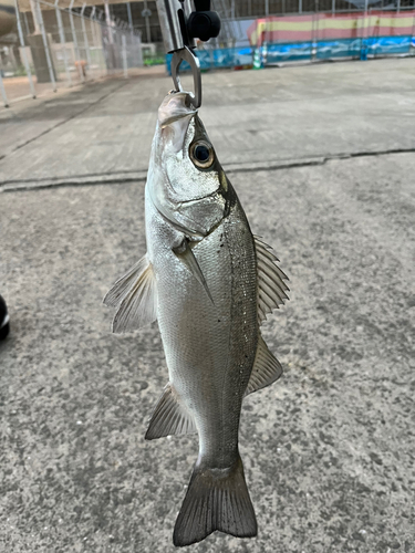 セイゴ（ヒラスズキ）の釣果