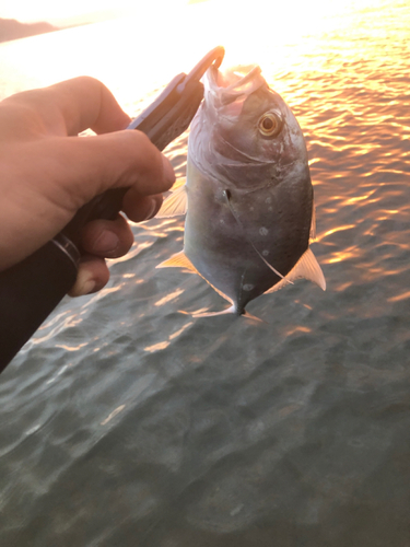 メッキの釣果