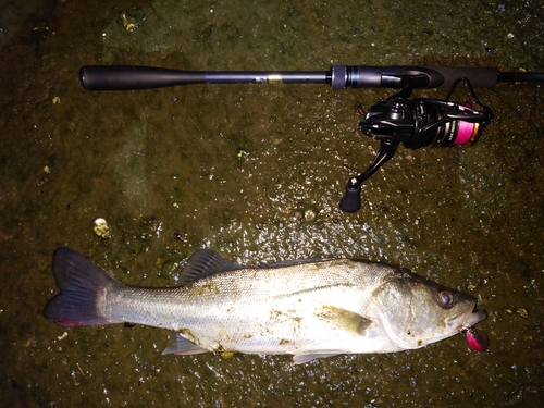 シーバスの釣果