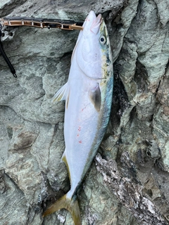 ヤズの釣果