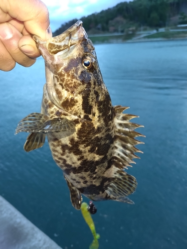 ソイの釣果