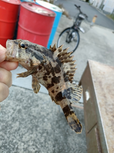 タケノコメバルの釣果