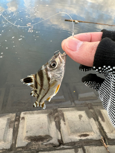 コトヒキの釣果