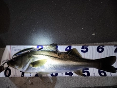 シーバスの釣果