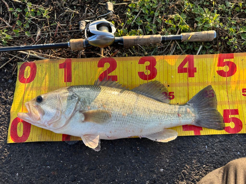 ラージマウスバスの釣果