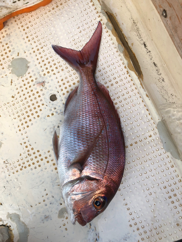 マダイの釣果