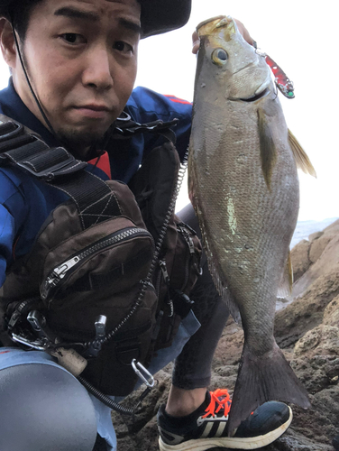 イサキの釣果