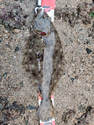 ヒラメの釣果