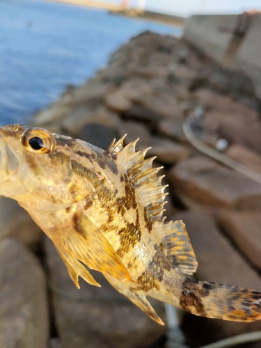 タケノコメバルの釣果