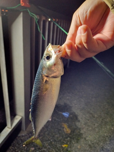 サバの釣果