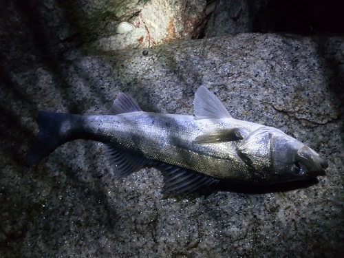 スズキの釣果