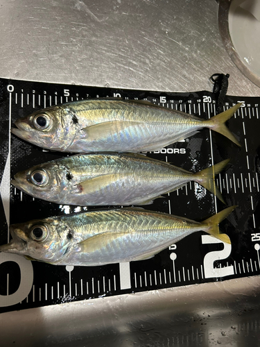 マアジの釣果