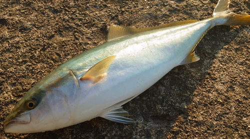 ハマチの釣果