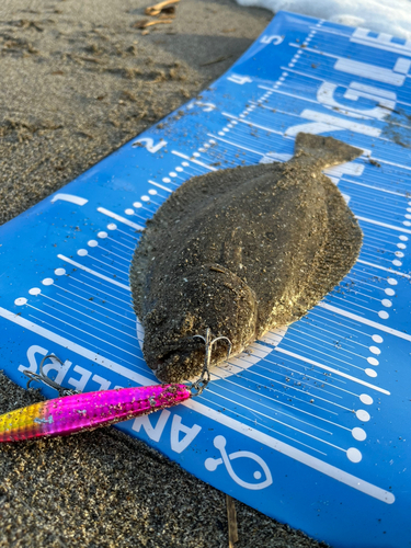 ソゲの釣果