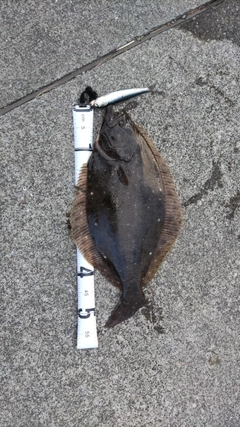 ヒラメの釣果