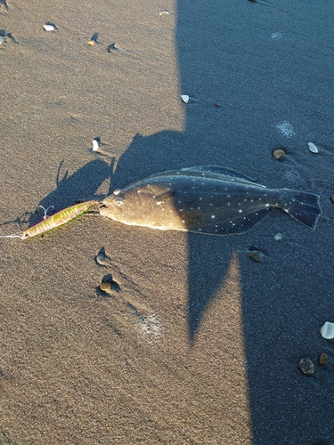 ソゲの釣果