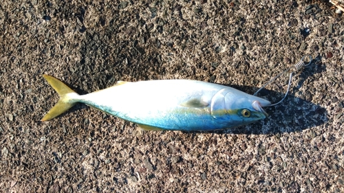 ツバスの釣果