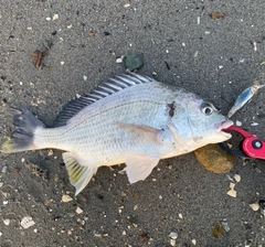 キビレの釣果