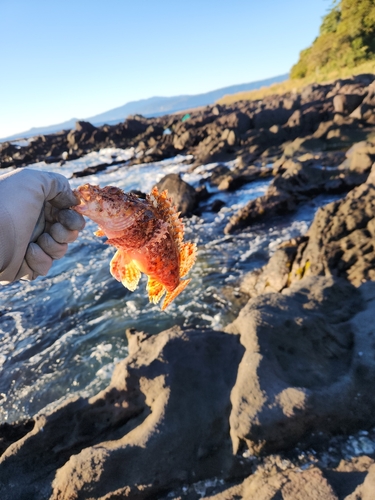 オニカサゴの釣果