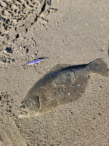 ソゲの釣果