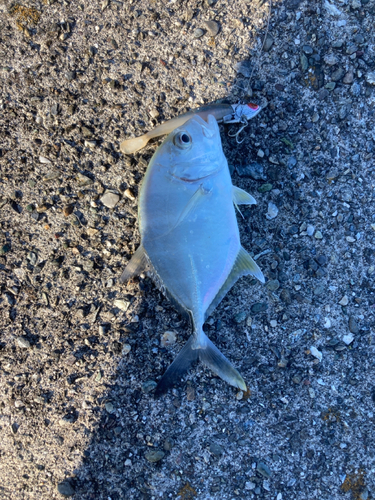 ロウニンアジの釣果