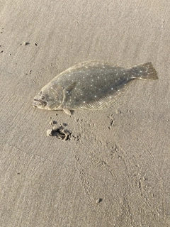 ソゲの釣果