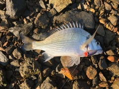 ミナミクロダイの釣果