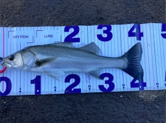 シーバスの釣果