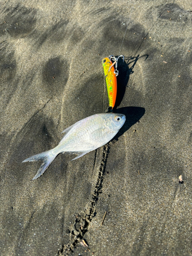 コバンアジの釣果