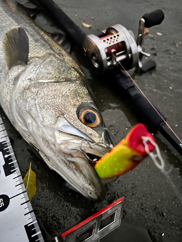 シーバスの釣果