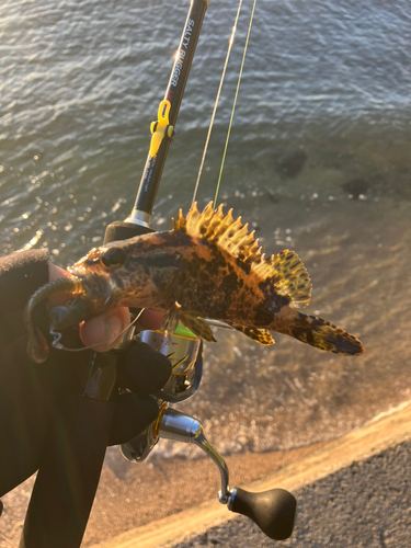 タケノコメバルの釣果