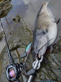 アメリカナマズの釣果