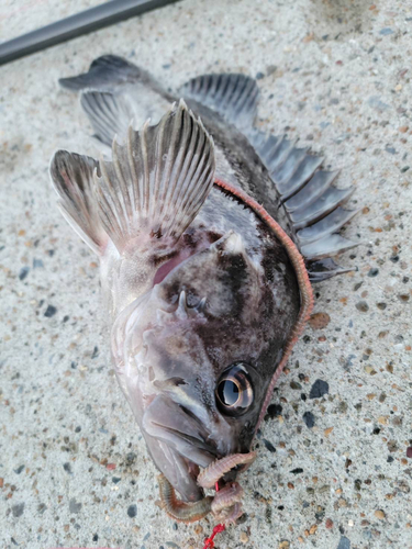 クロソイの釣果