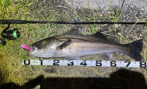 シーバスの釣果