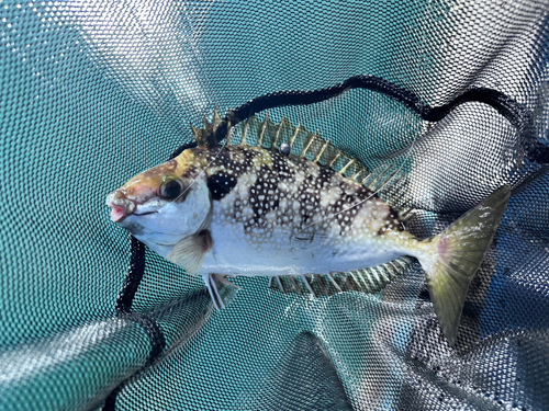 アイゴの釣果