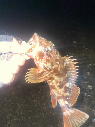 カサゴの釣果