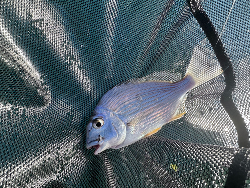 ヘダイの釣果